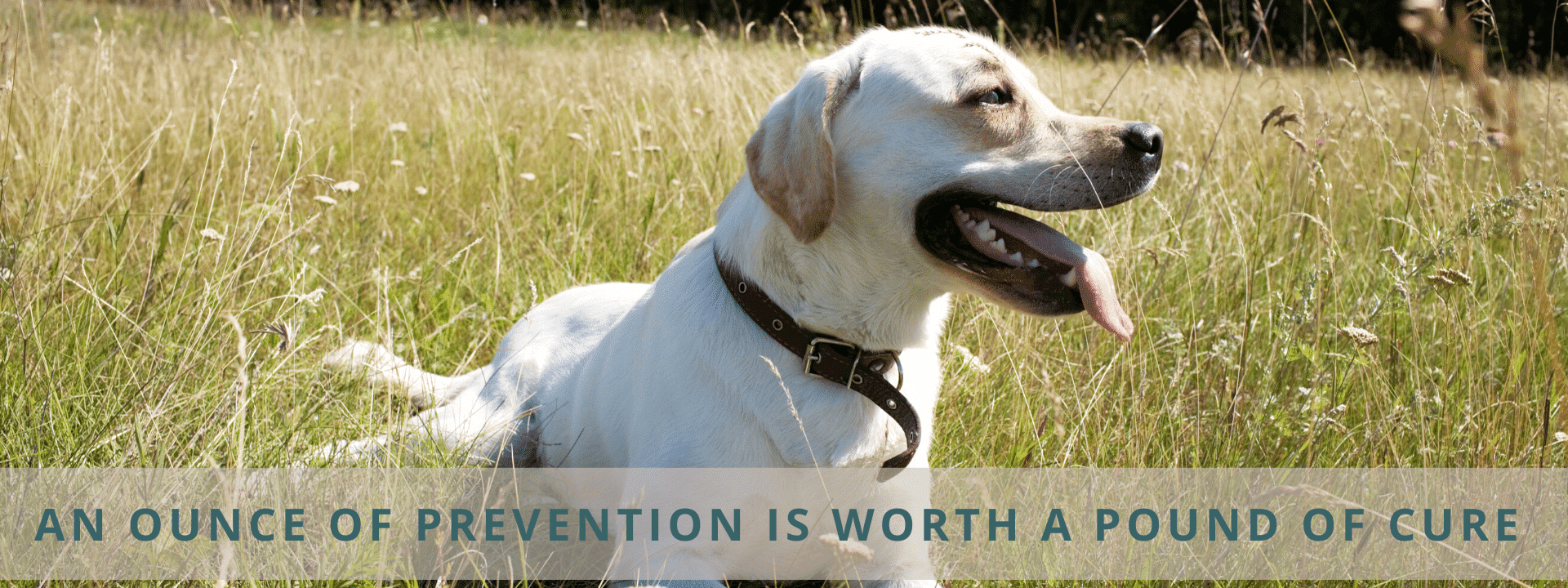 An ounce of prevention is worth a pound of cure