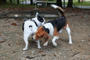 dogs sniffing butts