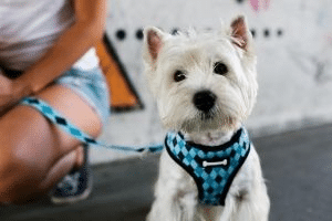 how to choose dog harness