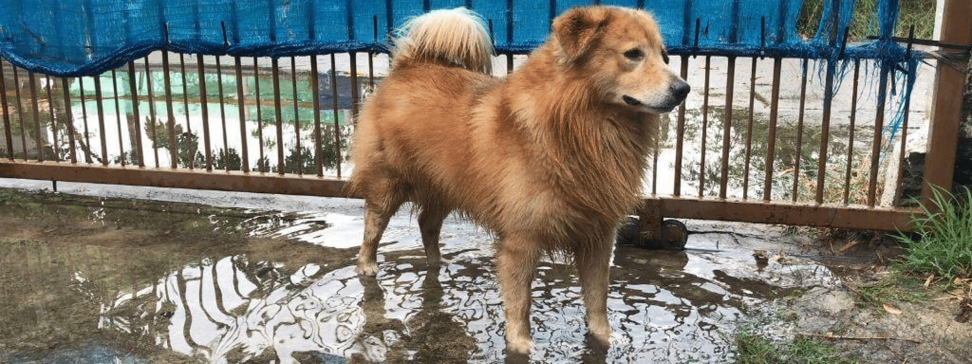 dogs-disaster-preparedness